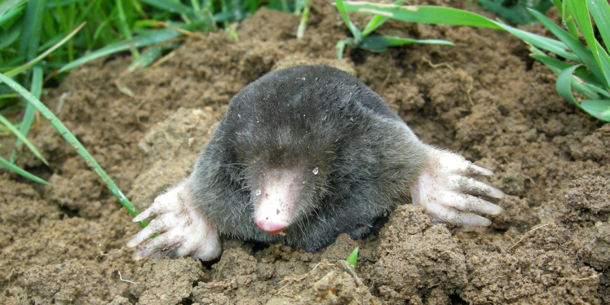 Taupe d’Europe sortie de terre